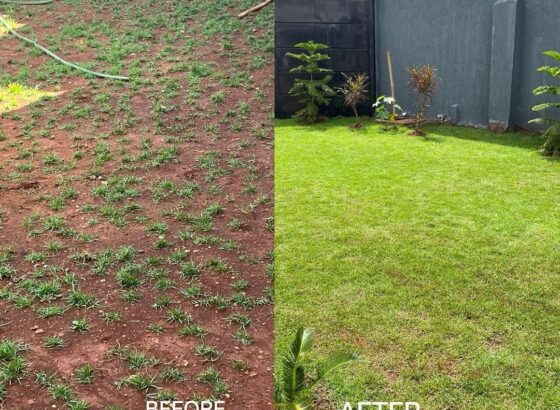 Transform Your Home: Landscaping Tips to Elevate Your Space